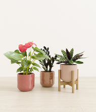 Load image into Gallery viewer, Peaches and Cream stand:one_stand
