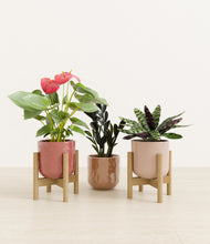 Load image into Gallery viewer, Peaches and Cream stand:two_stand
