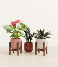 Load image into Gallery viewer, Rustic Rouge stand:two_stand
