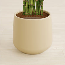Load image into Gallery viewer, Almond Green stand:all
