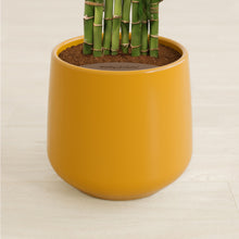 Load image into Gallery viewer, Mustard stand:all
