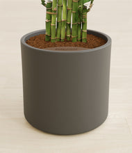 Load image into Gallery viewer, Dark Olive stand:all
