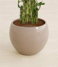Load image into Gallery viewer, Desert Brown stand:all
