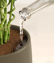 Load image into Gallery viewer, Olive stand:all
