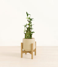 Load image into Gallery viewer, Almond Green stand:light
