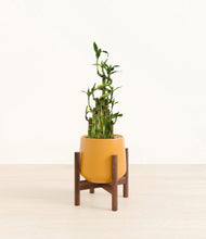 Load image into Gallery viewer, Mustard stand:dark
