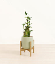 Load image into Gallery viewer, Turquoise stand:light
