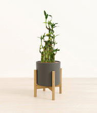 Load image into Gallery viewer, Dark Olive stand:light
