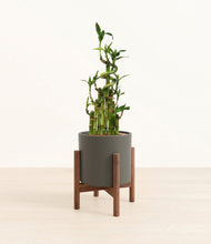 Load image into Gallery viewer, Dark Olive stand:dark
