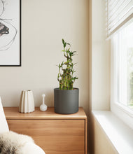 Load image into Gallery viewer, Dark Olive
