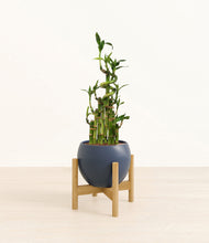 Load image into Gallery viewer, Deep Navy stand:light
