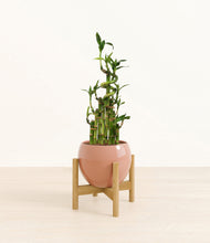 Load image into Gallery viewer, Calm Rose stand:light
