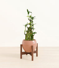 Load image into Gallery viewer, Calm Rose stand:dark
