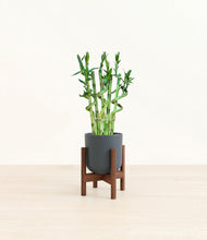 Load image into Gallery viewer, Iron Gray stand:walnut
