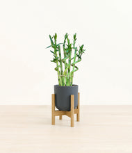 Load image into Gallery viewer, Iron Gray stand:bamboo

