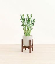 Load image into Gallery viewer, Natural Bamboo stand:walnut
