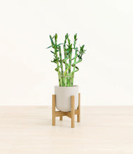Load image into Gallery viewer, Natural Bamboo stand:bamboo
