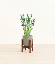 Load image into Gallery viewer, Sage Green stand:walnut
