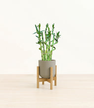 Load image into Gallery viewer, Sage Green stand:bamboo
