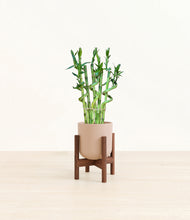 Load image into Gallery viewer, Sandy Pink stand:walnut
