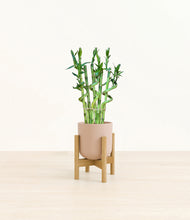 Load image into Gallery viewer, Sandy Pink stand:bamboo
