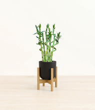 Load image into Gallery viewer, Stone Black stand:bamboo
