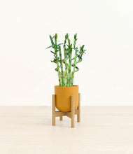 Load image into Gallery viewer, Sunset Orange stand:bamboo

