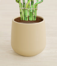 Load image into Gallery viewer, Almond Green stand:all
