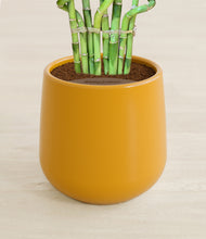 Load image into Gallery viewer, Mustard stand:all
