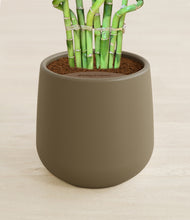 Load image into Gallery viewer, Olive stand:all
