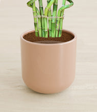 Load image into Gallery viewer, Glossy Pink stand:all
