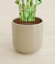 Load image into Gallery viewer, Sage Green stand:all
