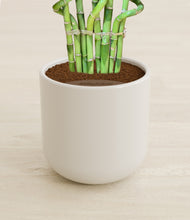 Load image into Gallery viewer, Cotton White stand:all
