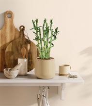 Load image into Gallery viewer, Almond Green
