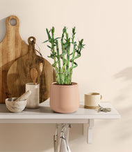 Load image into Gallery viewer, Gentle Pink
