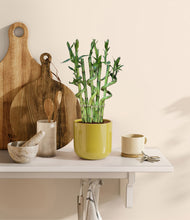 Load image into Gallery viewer, Key Lime Yellow
