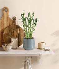 Load image into Gallery viewer, Misty Blue
