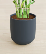 Load image into Gallery viewer, Iron Gray stand:all

