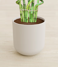 Load image into Gallery viewer, Natural Bamboo stand:all
