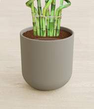 Load image into Gallery viewer, Sage Green stand:all
