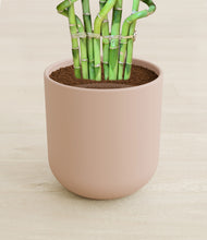 Load image into Gallery viewer, Sandy Pink stand:all
