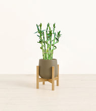 Load image into Gallery viewer, Olive stand:bamboo
