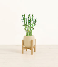 Load image into Gallery viewer, Almond Green stand:bamboo

