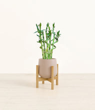 Load image into Gallery viewer, Eternal Gray stand:bamboo
