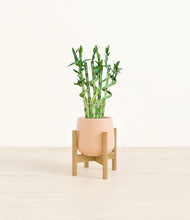 Load image into Gallery viewer, Gentle Pink stand:bamboo
