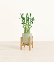 Load image into Gallery viewer, Turquoise stand:bamboo
