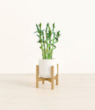 Load image into Gallery viewer, White stand:bamboo
