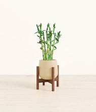 Load image into Gallery viewer, Almond Green stand:walnut
