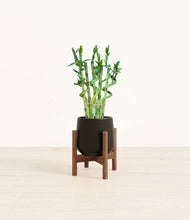 Load image into Gallery viewer, Black stand:walnut
