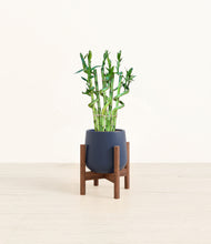 Load image into Gallery viewer, Deep Navy stand:walnut
